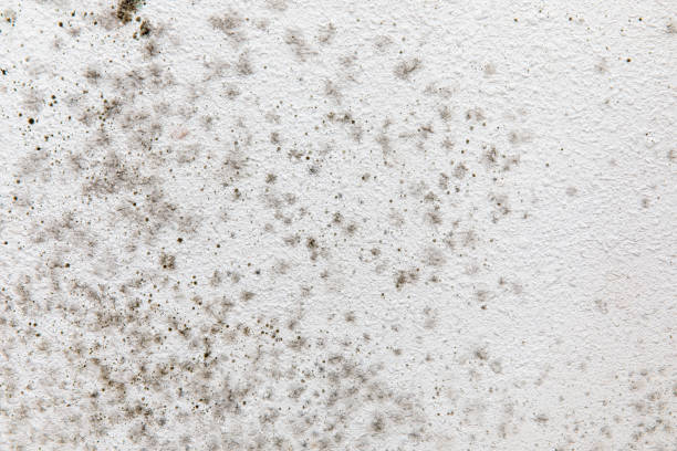 Reliable Royal Kunia, HI Mold Removal Solutions